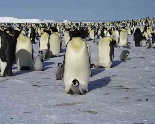 pinguine11